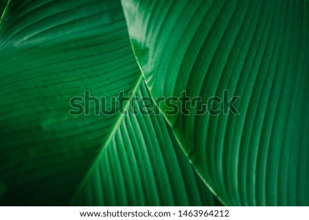 tropical banana leaf, abstract green banana leaf