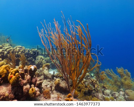 Tropical colorful reef, blue ocean and sea rods. Vivid seascape, underwater photography from scuba diving on coral reef. Healthy corals. Marine wildlife picture.