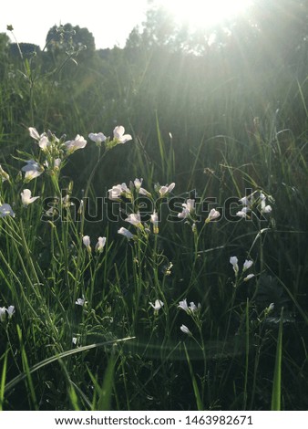 White flowers in meadow in Belarus