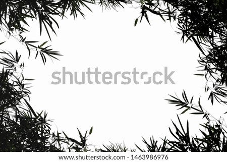 Frame picture with black​,white​  leaves​ of bamboo​ tree​ isolated​ on​background 