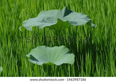 Lotus: High quality lotus image. Pink lotus
