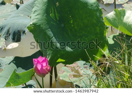 High quality lotus image. pink lotus