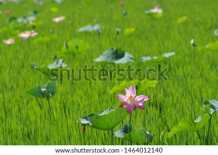 pink lotus. High quality lotus image. Image of high quality pink lotus.