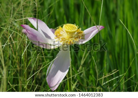 High quality lotus image. Image of high quality pink lotus.