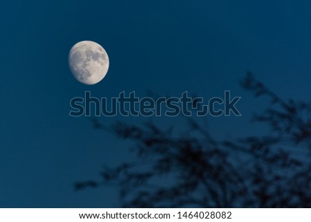 Watching the Moon from the Park as it Rises from Behind the Branches
