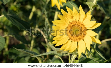Ripe sunflower on foreground of rural crop field landscape. Harvest summertime. Agricultural backdrop