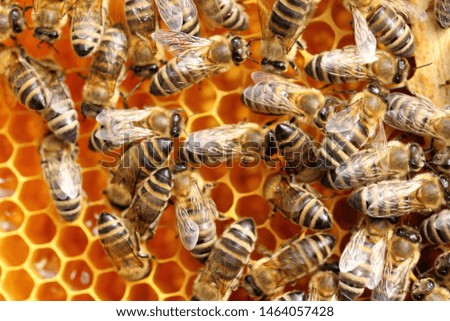 many bees are taking nectar to the beeswax