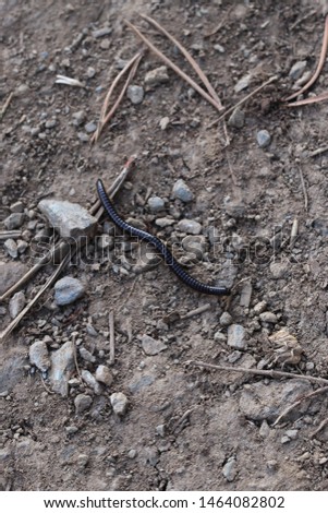 Macro photograph of a black centipede of the Caucasus Mountains, Karachay-Cherkessia, Russia