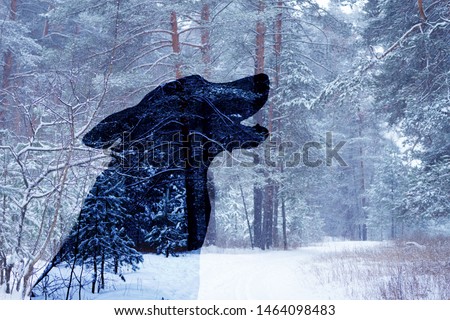 wolf silhouette in winter forest. howling