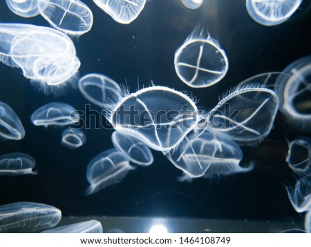 Beautiful light jellyfish in the water