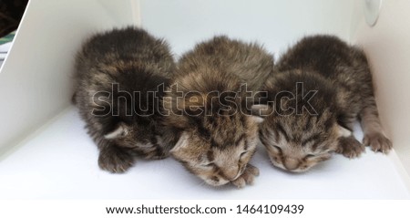 three baby kitten isolated on white background