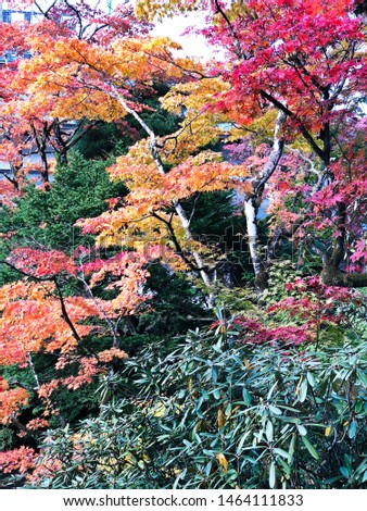 Red Leaves Maple Tree , Japan Autumn at Nikko