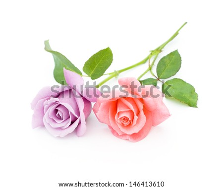pink and blue roses are on a white background