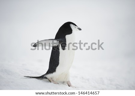 Portrait of an Antarctic penguin