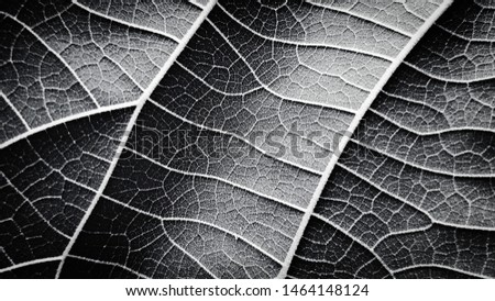 Closeup of a leaf veins in black and white