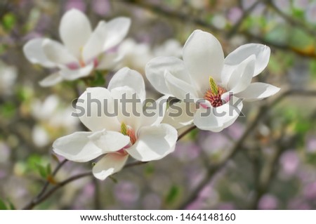 White Magnolia flowers bloom on background of blurry white Magnolia on Magnolia tree.