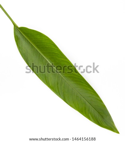  Heliconia, Tropical leafisolated on white background,