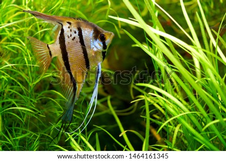 A freshwater angelfish in an aquarium