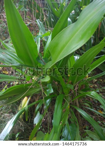 Small plant is useful in aayurved medicine Royalty-Free Stock Photo #1464175736