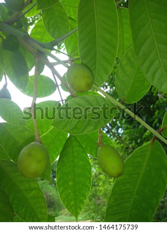 Small plant is useful in aayurved medicine Royalty-Free Stock Photo #1464175739