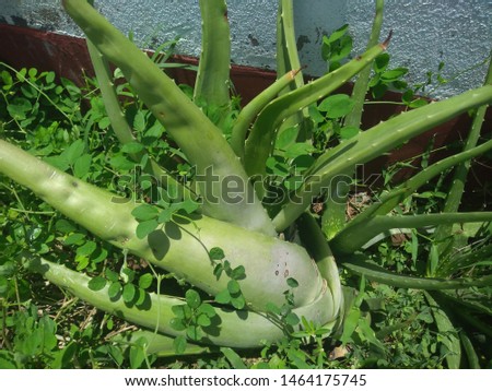 Small plant is useful in aayurved medicine Royalty-Free Stock Photo #1464175745