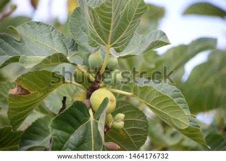 fresh figs on the fig tree in the province of Alicante, Costa Blanca, Spain