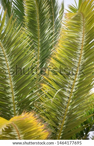Palm leaves in the province of Alicante, Costa Blanca, Spain