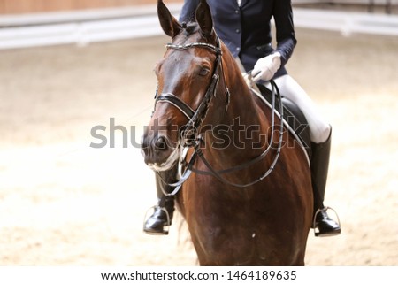 Portrait head shot close up of a beautiful purebred dressage horse during event indoors

