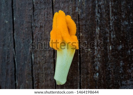 Pumpkin flower detail protruding from the leaves