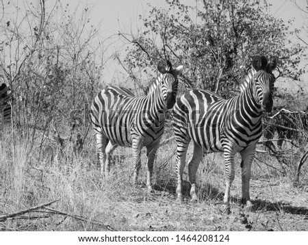 Zebras in black and white.