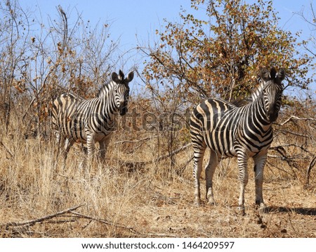 Zebras standing in the grass.