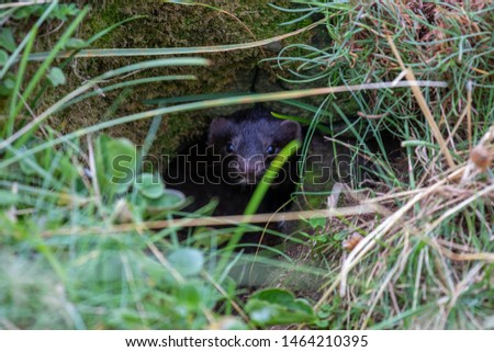 American mink, Neovison vison, looking through hole and running/walking along coastal rocks searching for crabs during a sunny afternoon in summer, July, Scotland.