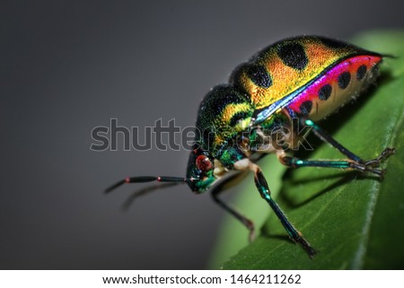 Green Jewel Bug. Macro Photography 
