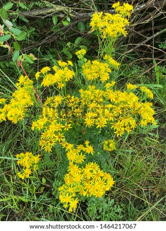 Bright yellow flowers in the wild, fertile summer scene