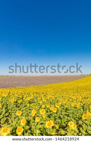 Field of sunflowers and blue sky. Beautiful seasonal agriculture field. Idyllic summer mood, vertical nature background. Farm, rural landscape, boost up color process