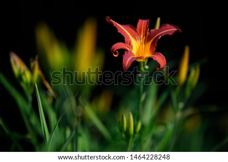 Beautiful flower concept background. Amazing view of bright orange or red lily flowering in the garden at the middle of sunny summer of spring day with green lush grass landscape. 