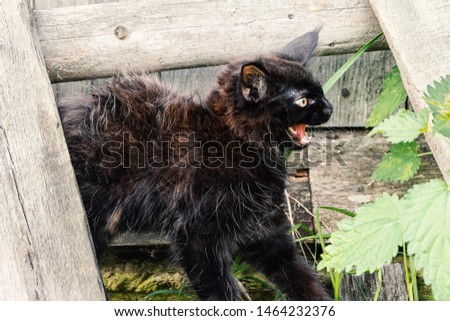 Black kitten in the yard saw the danger and growls