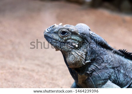 Iguana close up portrait wildlife nature