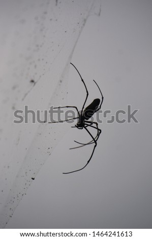 Spider in the garden, West Java Indonesia