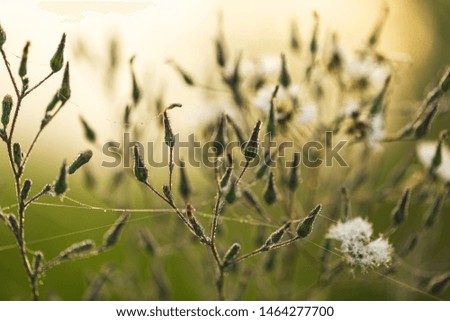 Beautiful sunny amazing golden wild grass growing in summer meadow of countryside. Charming organic scenic background. Horizontal color photography.