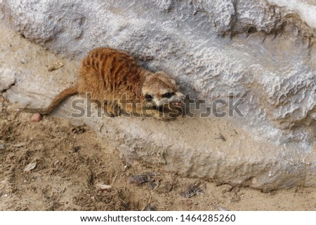 Meerkat nibbles prey sitting by the stone