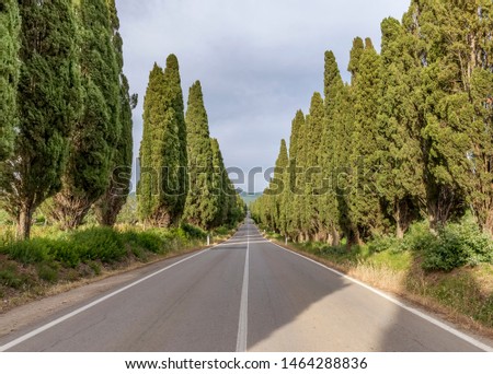The famous road bordered by cypress trees leading to the charming village of Bolgheri, Tuscany, Italy