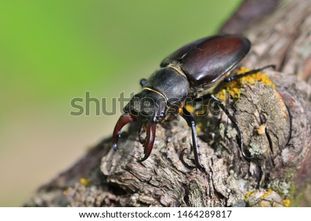 Male of the stag beetle on a close up picture in its natural environment - sitting on oak tree. A rare and endangered beetle species with large mandibles, occurring in Europe. Lucanus cervus