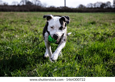 Staffordshire Bull Terrier playing with the ball