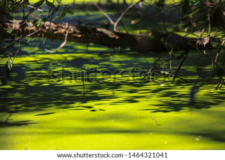 Beautiful shadow of trees on the river