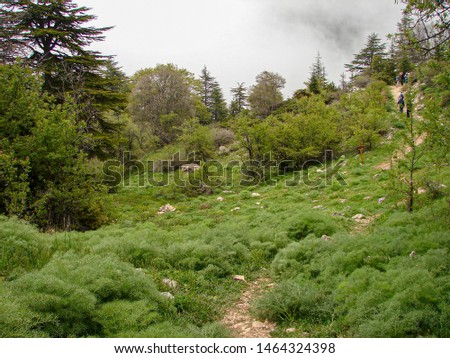 this is a capture for a landscape in Lebanon with a beautiful green trees and lovely mist with some cloud that make some nice soft texture