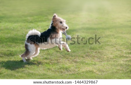 Young Wire Fox Terrier, 6 month old female dog with tan and black markings, playing with a toy, running and jumping full of energy across a green grass meadow on a sunny day Royalty-Free Stock Photo #1464329867