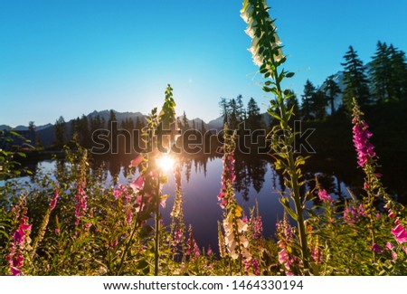 Serenity lake in the mountains in summer season