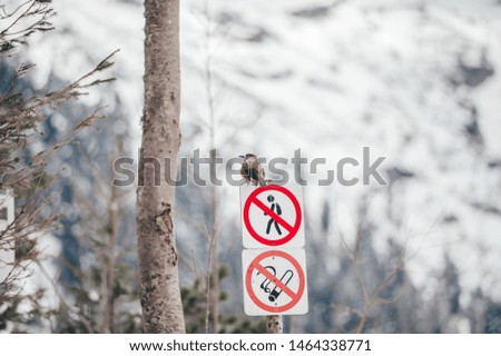 The spotted woodpecker sitting on the prohibition sign smoking and pedestrian walks in winter Tatra mountains
