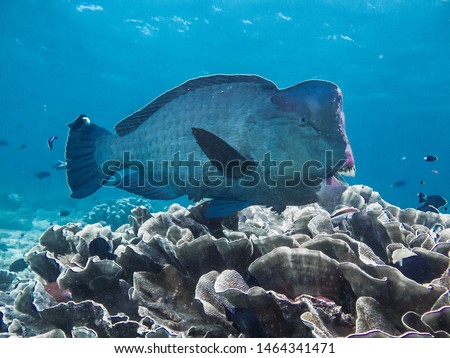 Bumphead Parrotfish(Bolbometopon muricatum) at Sipadan Island, Malaysia,Pacific Ocean
